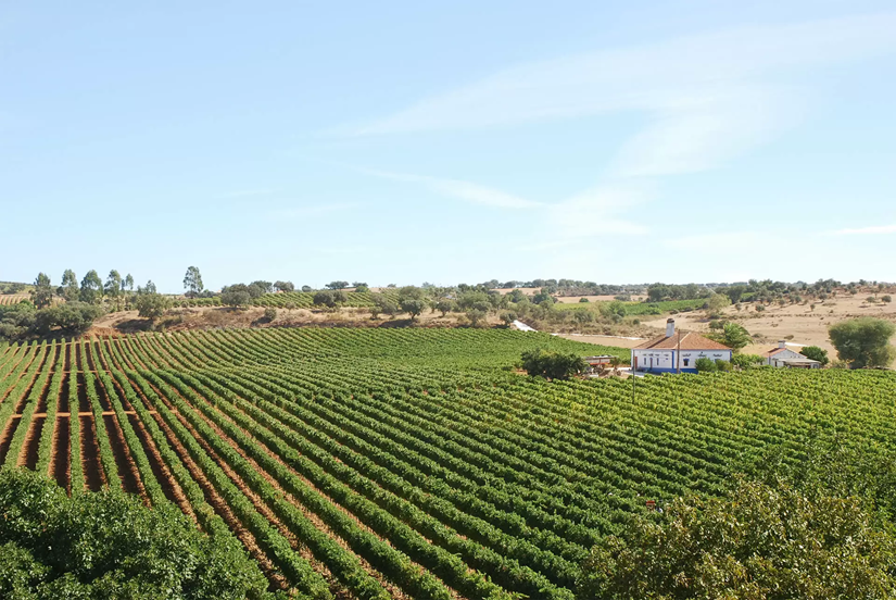 Visita com Prova de Vinhos - Adega Borba