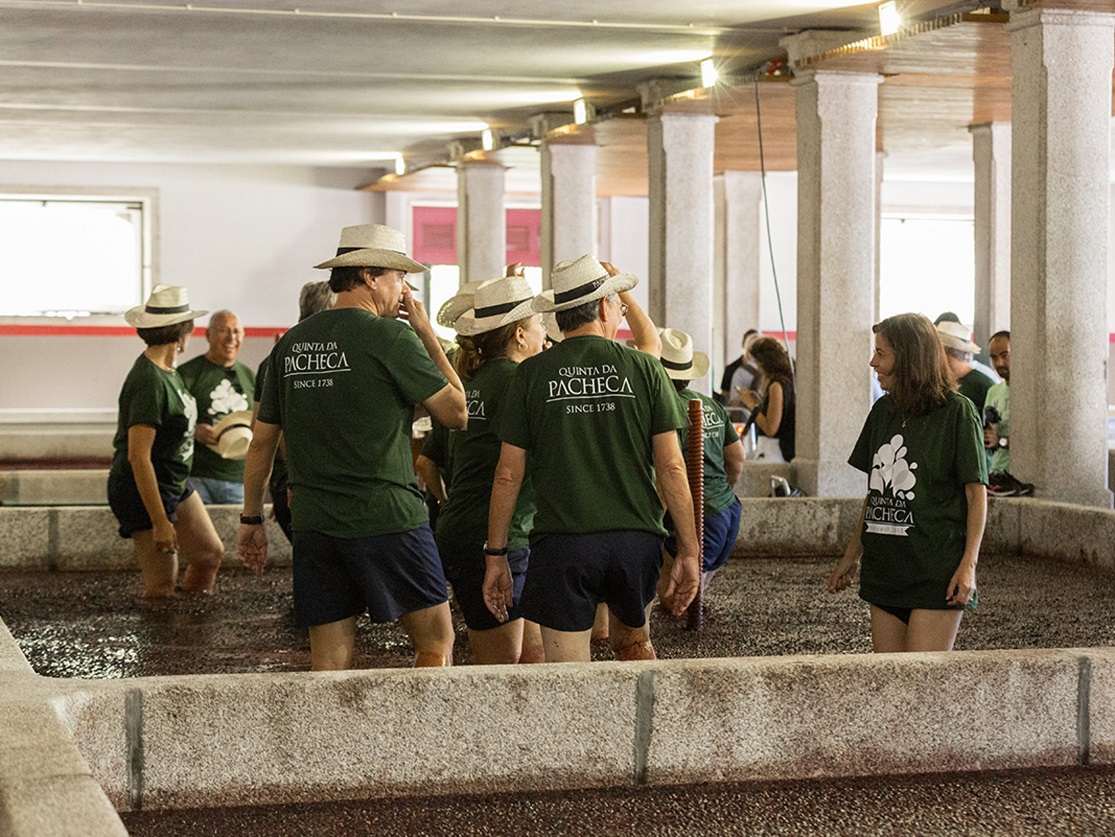 Visita guiada com prova de vinhos + Lagarada Tradicional - Quinta da Pacheca