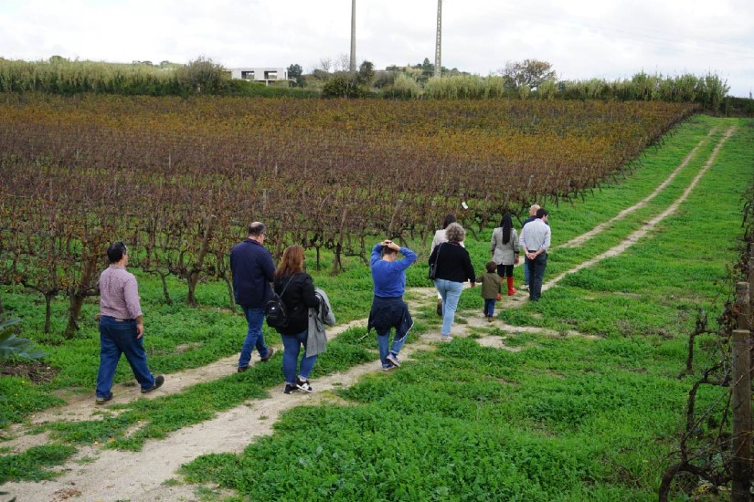 Visita às Vinhas e prova de vinhos -  Cas'Amaro
