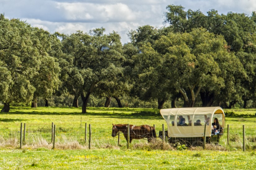 Visita à Quinta da Lagoalva com prova de vinho e  passeio de Charrete